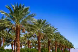 The Agricultural Diversity of Medinah